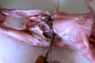 Découper un lapin - Etape 8