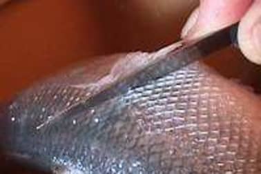 Merlan pané à l'anglaise - Etape 1