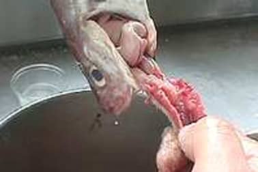 Ecailler et habiller un poisson rond - Etape 10