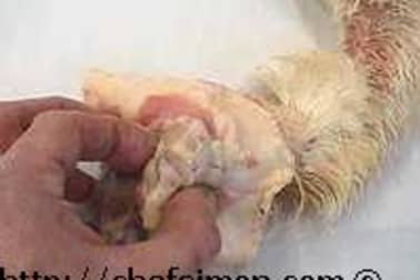 Ris de canard - Etape 2