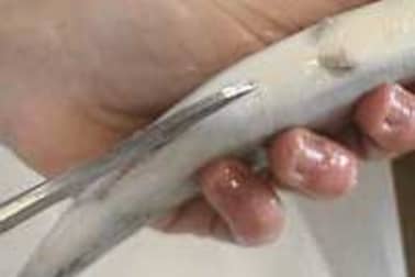 Habiller une truite - Etape 1