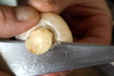 Taille des champignons - Etape 2