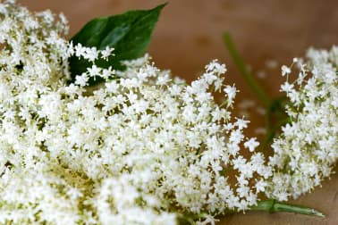 Sirop de fleurs de sureau - Etape 1