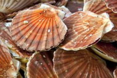 Ouvrir et décoquiller une coquille Saint Jacques - Etape 1