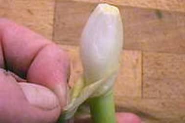 Echalotes fraîches étuvées - Etape 2