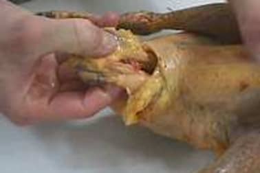 Les abattis de volaille - Etape 1