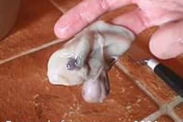 Préparation du poulpe - Etape 3