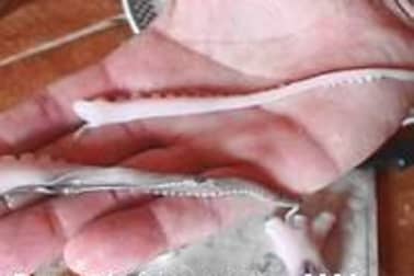 Préparation du poulpe - Etape 10