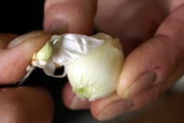 Eplucher les oignons grelots - Etape 3