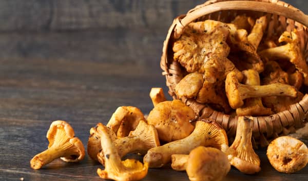 La girolle : la cueillir et la cuisiner