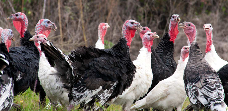 Dinde : une viande blanche riche en protéines ?