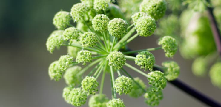 L Angelique Comment Cultiver L Angelique De Quelle Facon La Cuisiner La Conserver Et Marier Ses Saveurs Dans Votre Cuisine L Angelique Comment Cultiver L Angelique De Quelle Facon La Cuisiner La Conserver Et Marier Ses Saveurs Dans Votre Cuisine