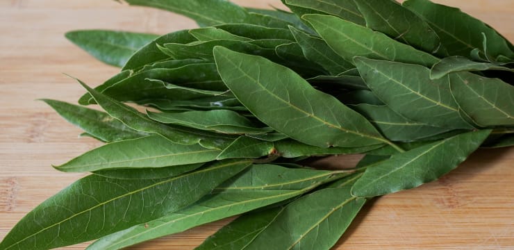 Le laurier sauce - Tout sur le laurier sauce (laurus nobilis), origine,  propriétés et utilisation en cuisine