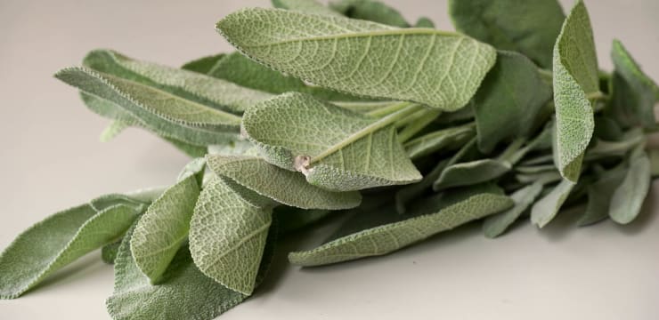 La sauge - Tout sur la sauge (Salvia officinalis), ses origines, ses  propriétés et son utilisation en cuisine