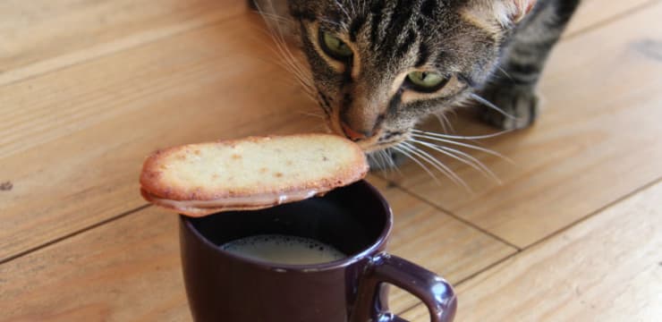 Ma Langue Au Chat Que Faire Avec Un Blanc D Oeuf Des Biscuits A S En Lecher Les Babines