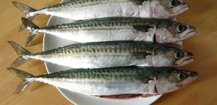 Recettes De Maquereau Des Idees De Recettes Faciles Et Originales