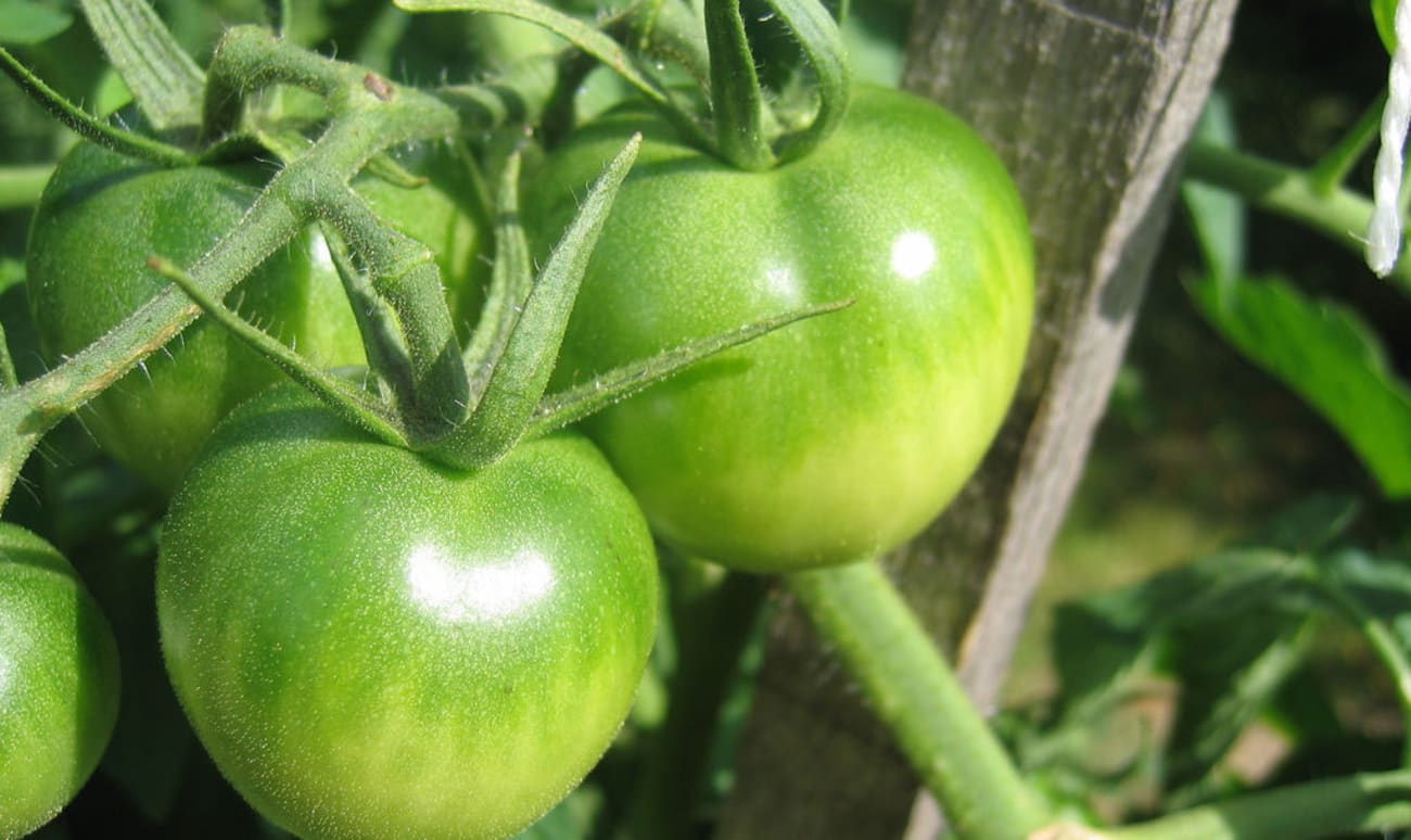 Tomates vertes