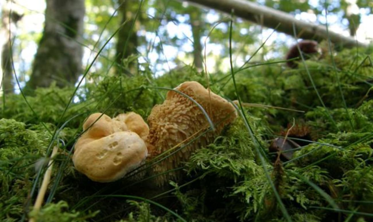 Pieds de mouton dans un bois