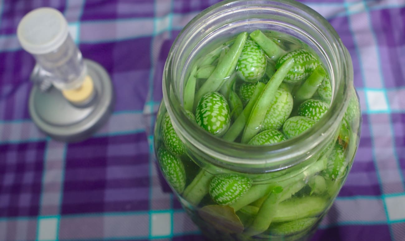 Conserve d'haricots verts à la saumure