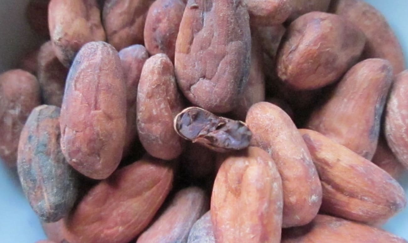 Fèves de cacao cru