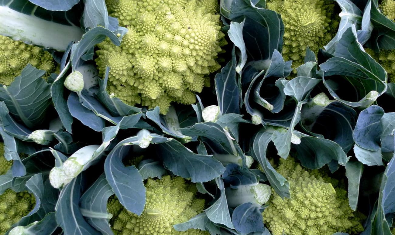 Chou romanesco