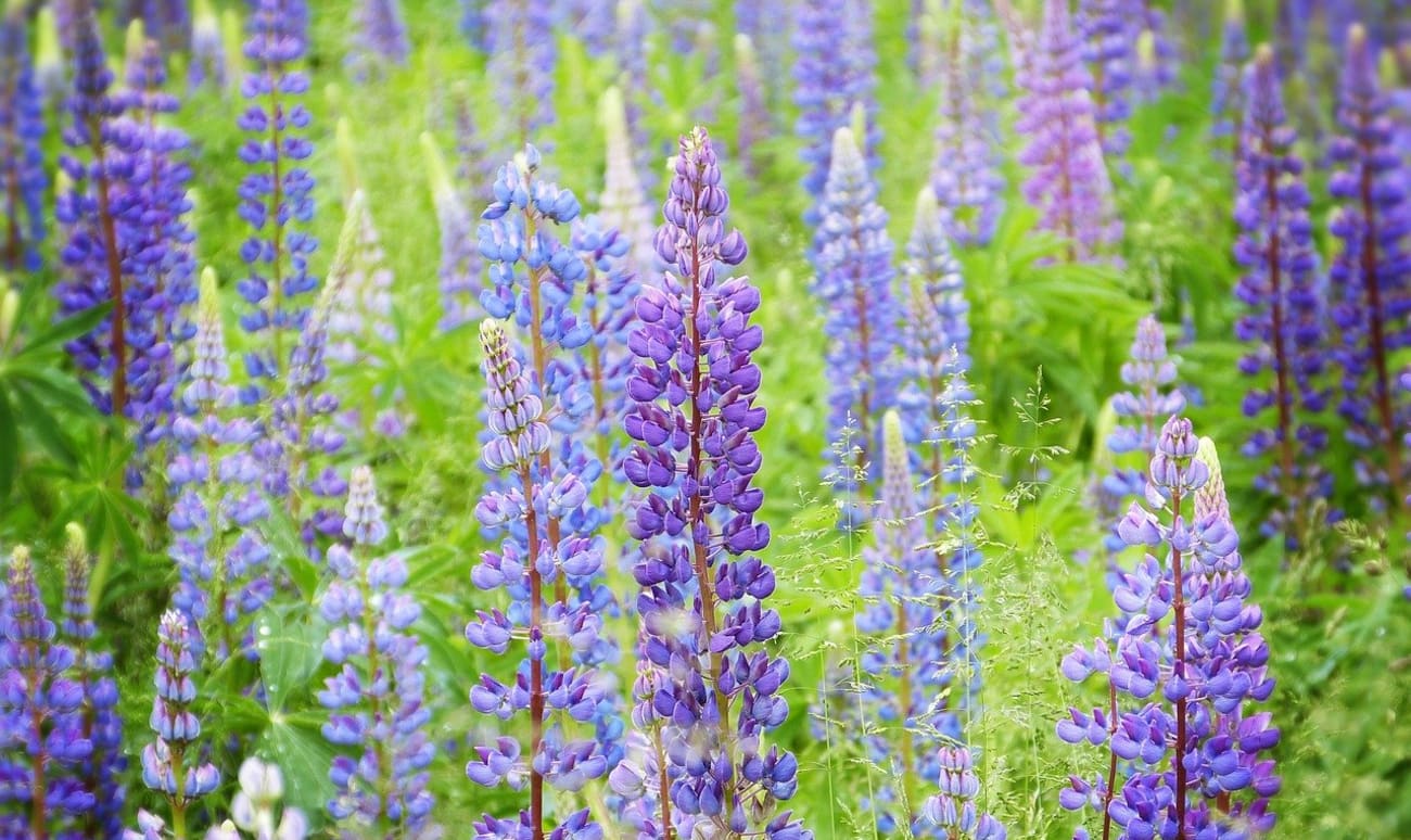 Champ de lupin