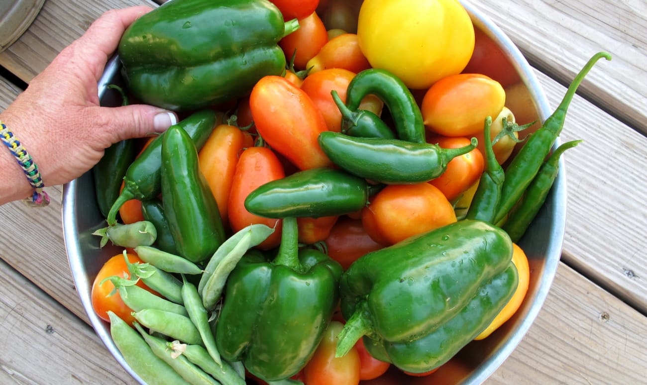 Récolte de tomates, poivrons et petits pois