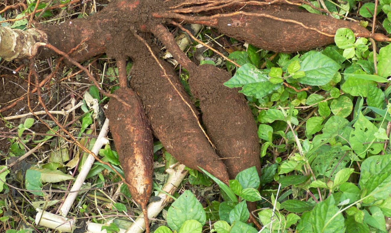 Manioc