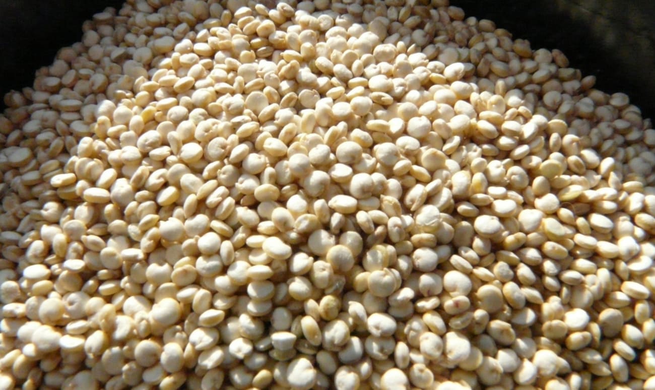 Graines de quinoa