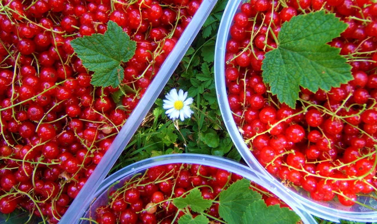 Paniers de groseilles