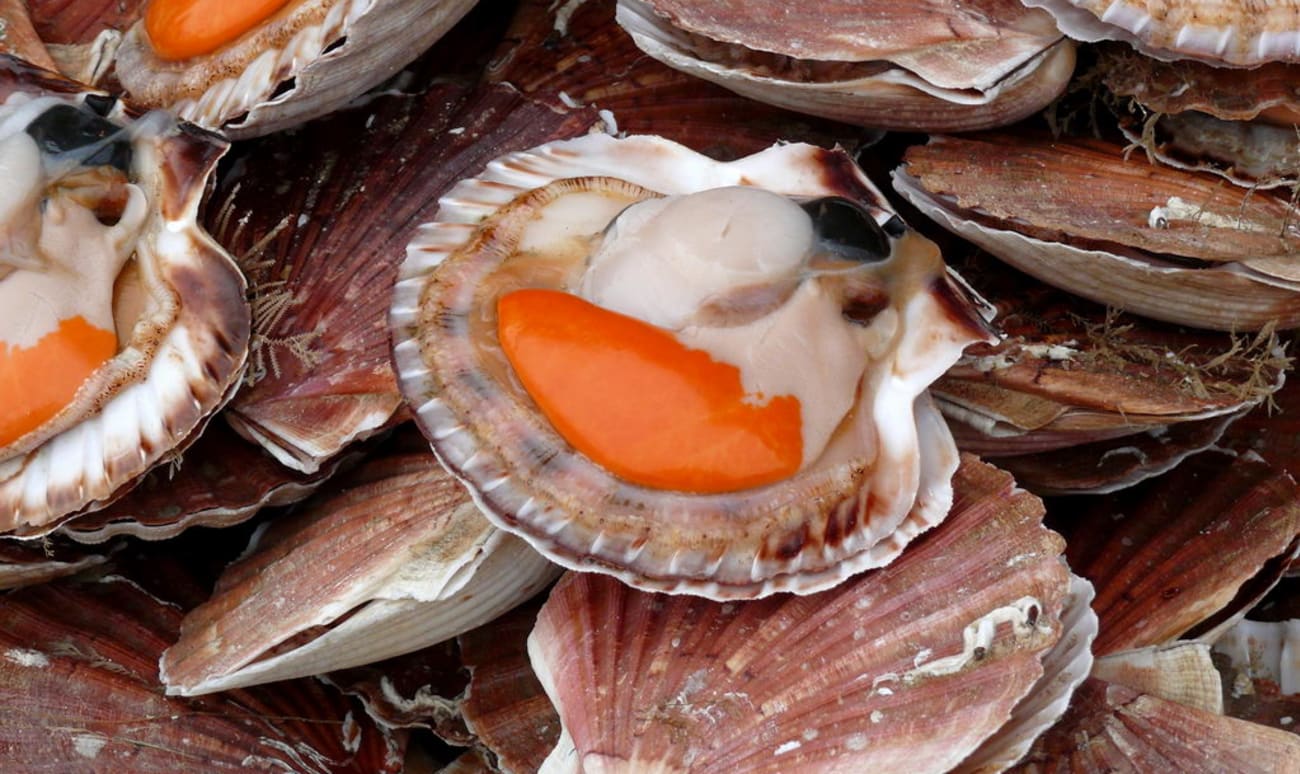 Coquilles Saint-Jacques