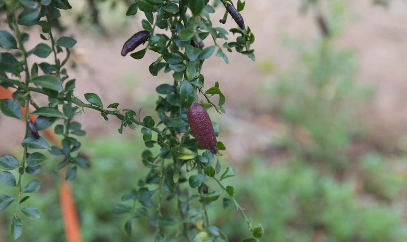 Citron caviar sur l'arbre