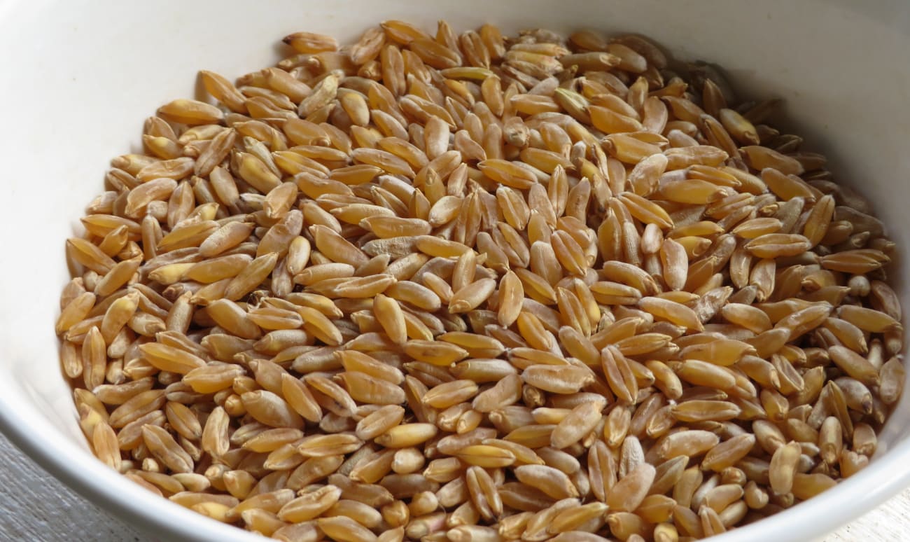 Grains de kamut