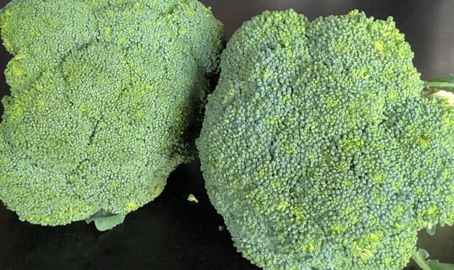 Brocolis Brocolis
