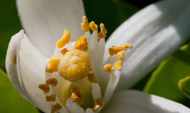 Son Parfum Envoutant Sublime De Nombreux Desserts Et Nous Transporte Jusqu En Orient Toutes Nos Recettes Avec De La Fleur D Oranger Son Parfum Envoutant Sublime De Nombreux Desserts Et Nous Transporte Jusqu En Orient Toutes Nos Recettes Avec De La Fleur D Oranger