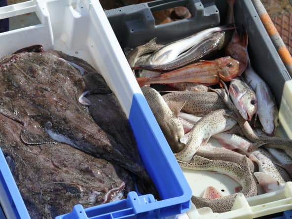 Saisonnalité des poissons et fruits de mer