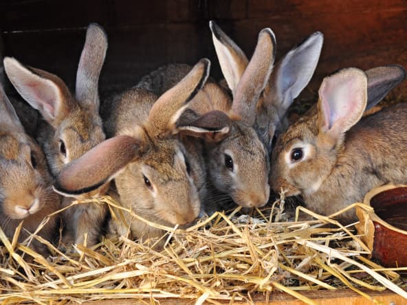 Le lapin