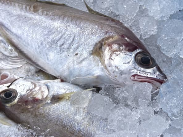 Techniques appliquées aux poissons et fruits de mer