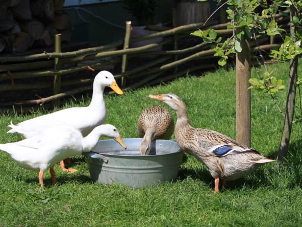 Le canard