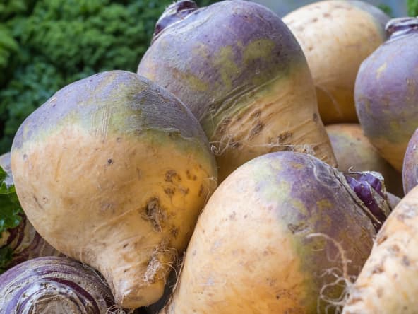 Le rutabaga