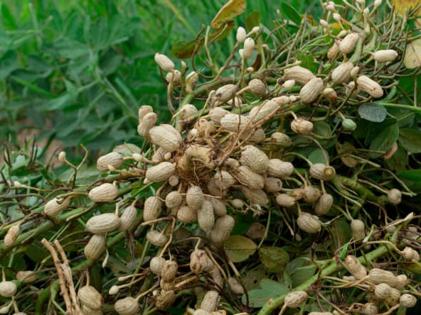 La cacahuète