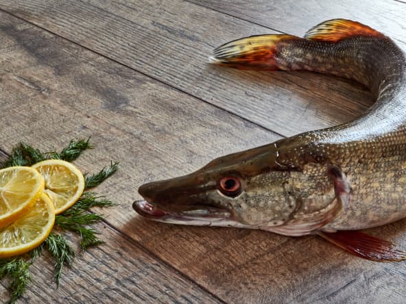 Le brochet