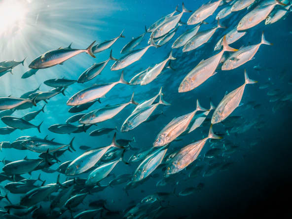 Poissons d'eau de mer