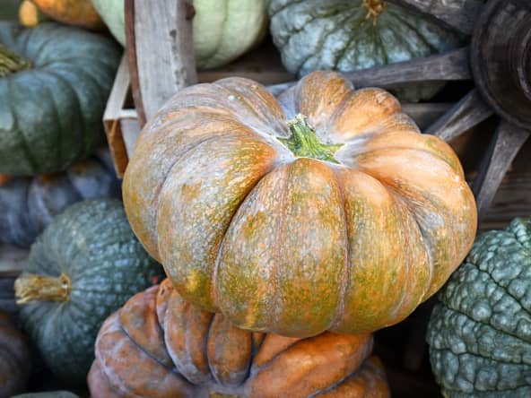 La courge musquée