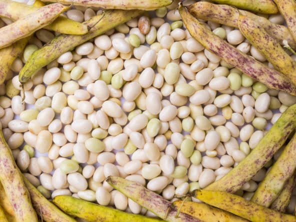 Le coco de Paimpol