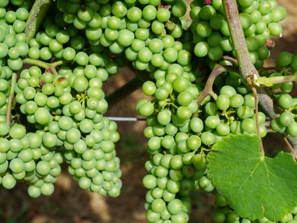 Verjus