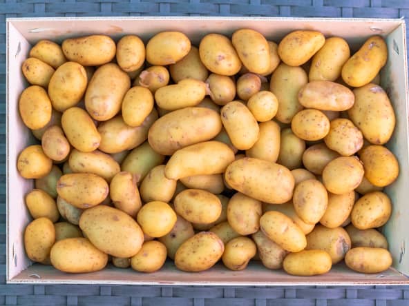 Les pommes de terre primeur