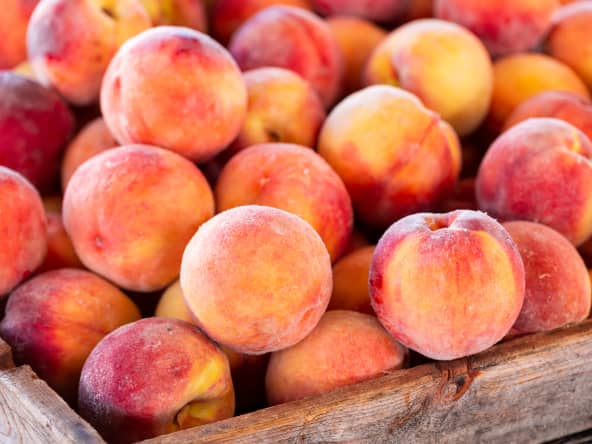 Les pêches, brugnons et nectarines