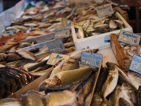 Les poissons les plus courants