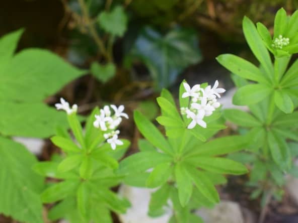 Vin de mai à l'aspérule odorante